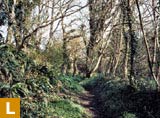 Narrow lane through the woods